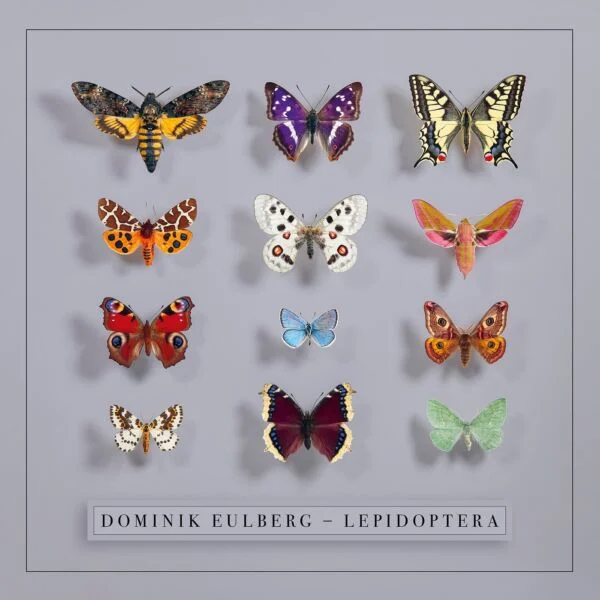 Image for Lepidoptera